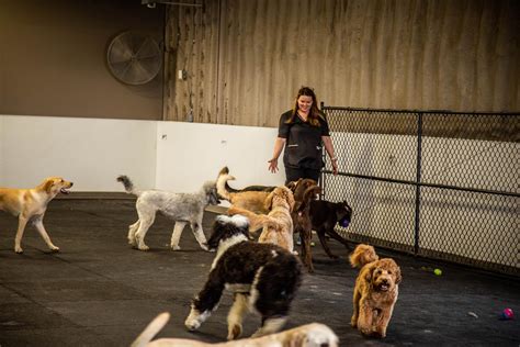 Puppies - Australian Shepard Corgi cross sheep dogs. . Sioux falls craigslist pets